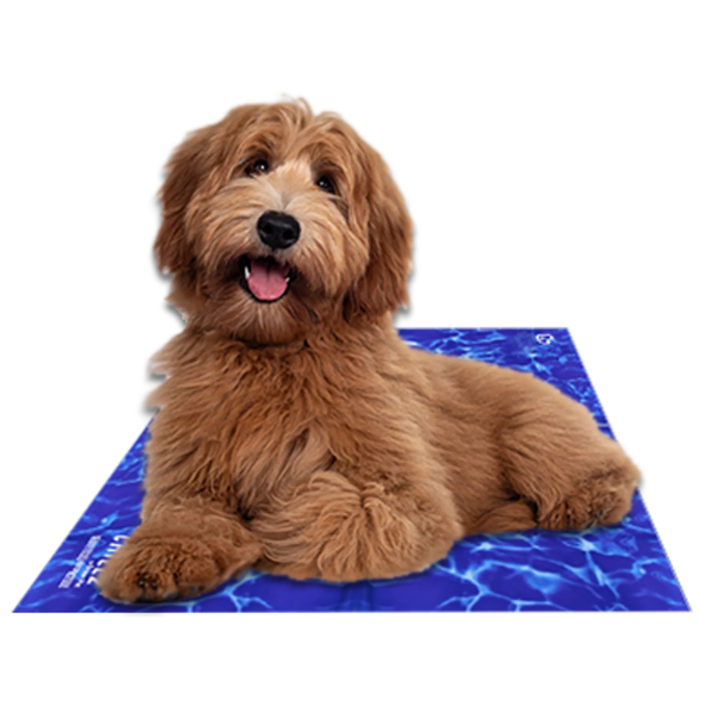 Brown dog lying on a blue cooling pad with a white background