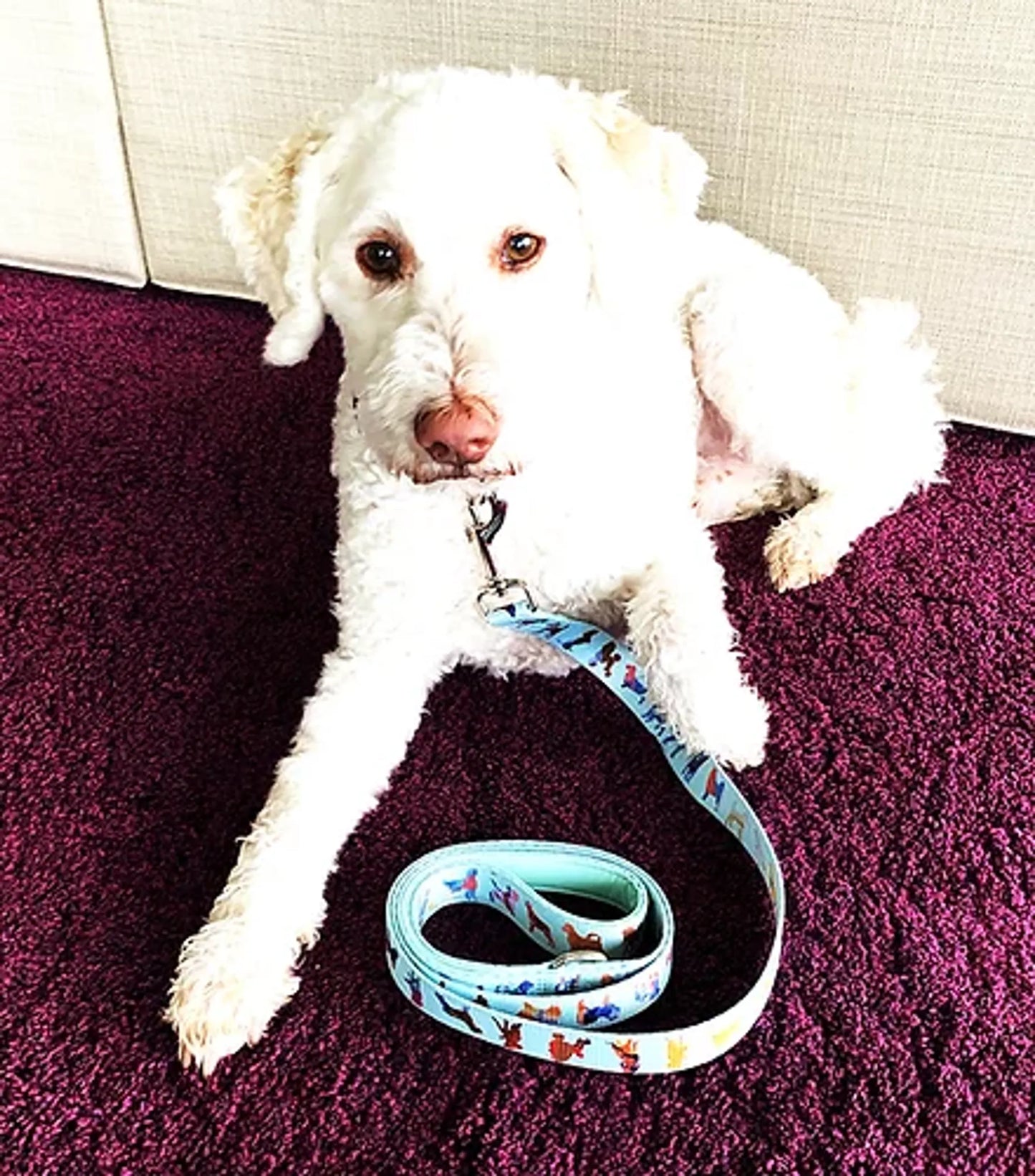 White dog with a colorful leash on a purple carpet