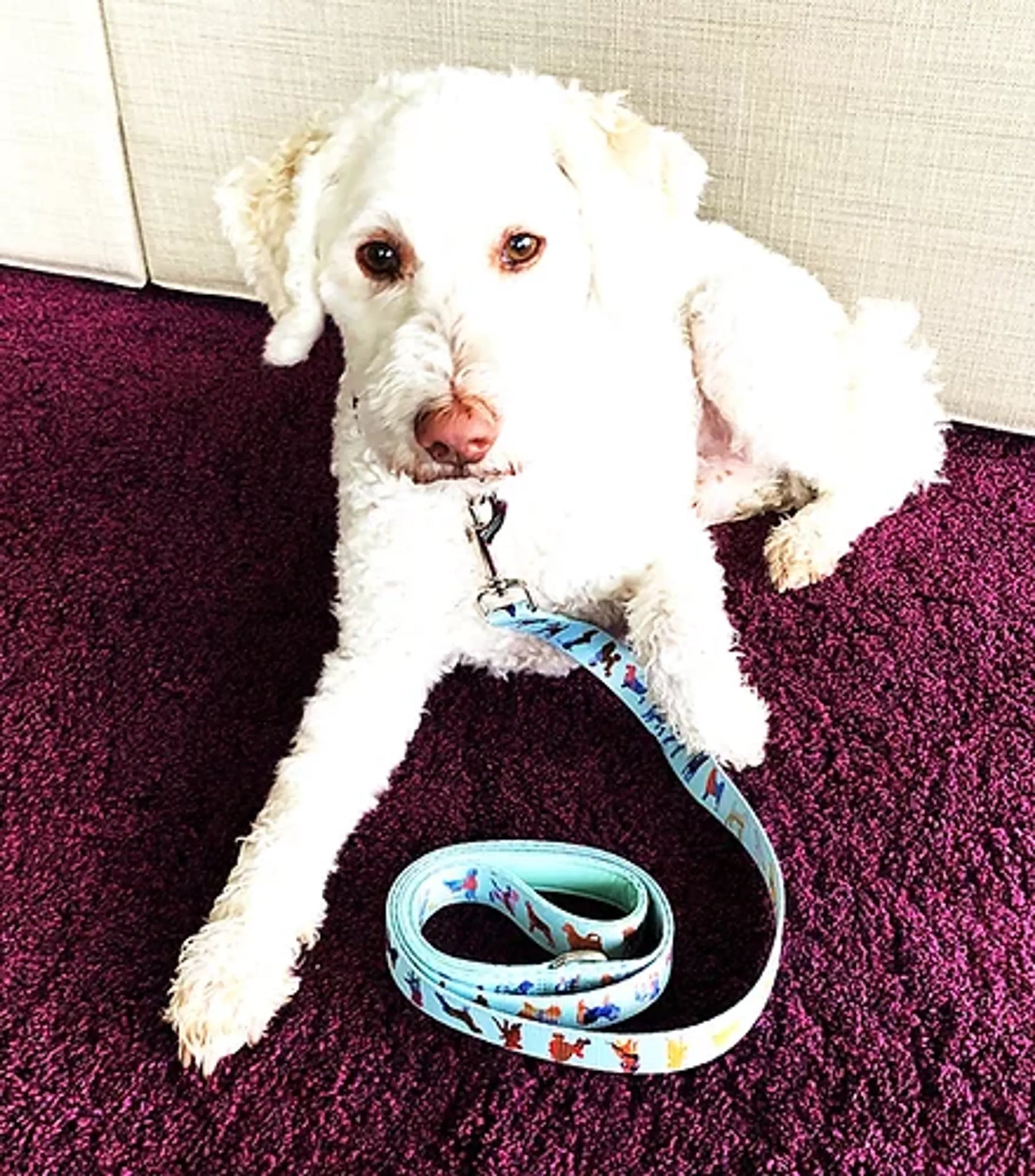 White dog with a colorful leash on a purple carpet