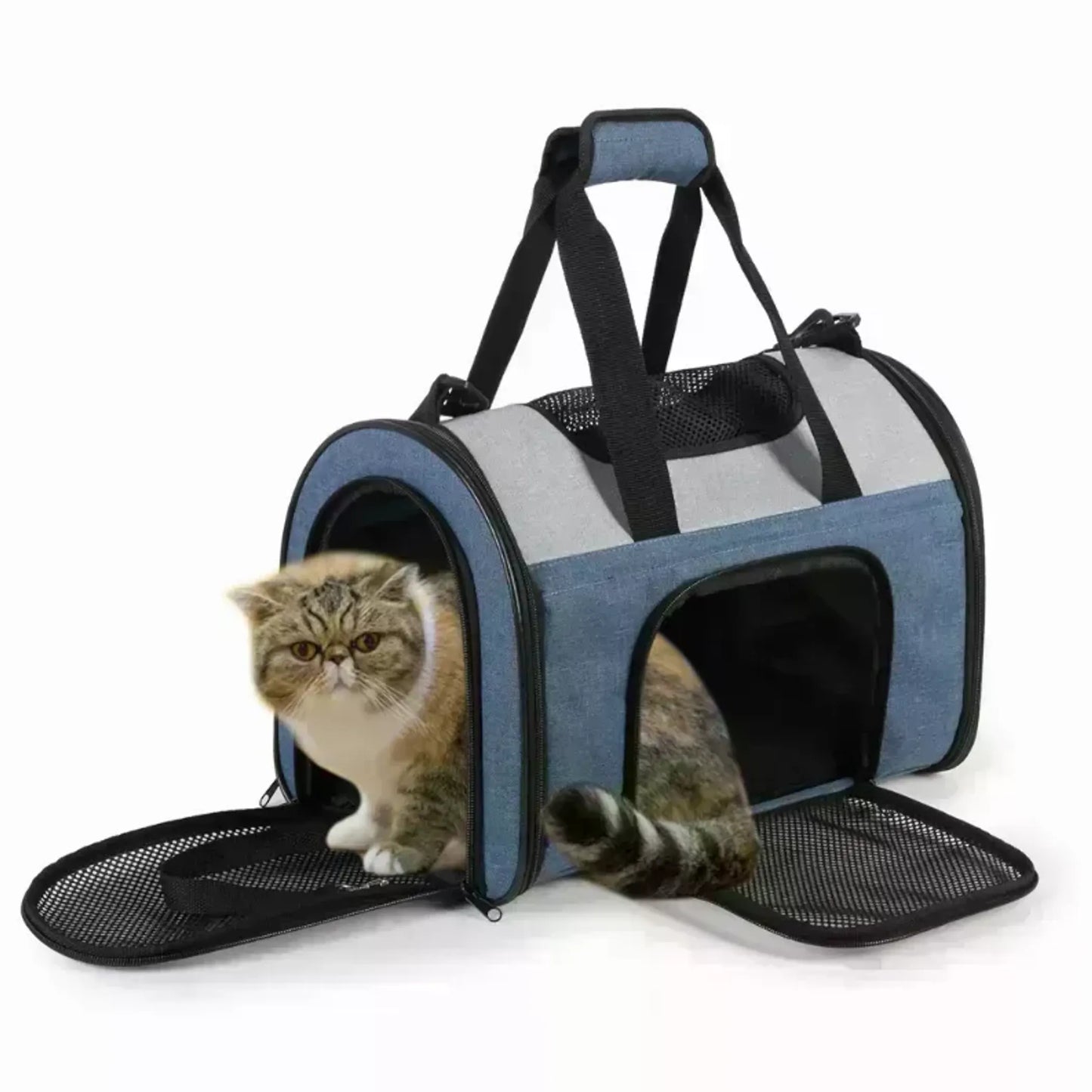 Cat carrier with a cat inside on a white background