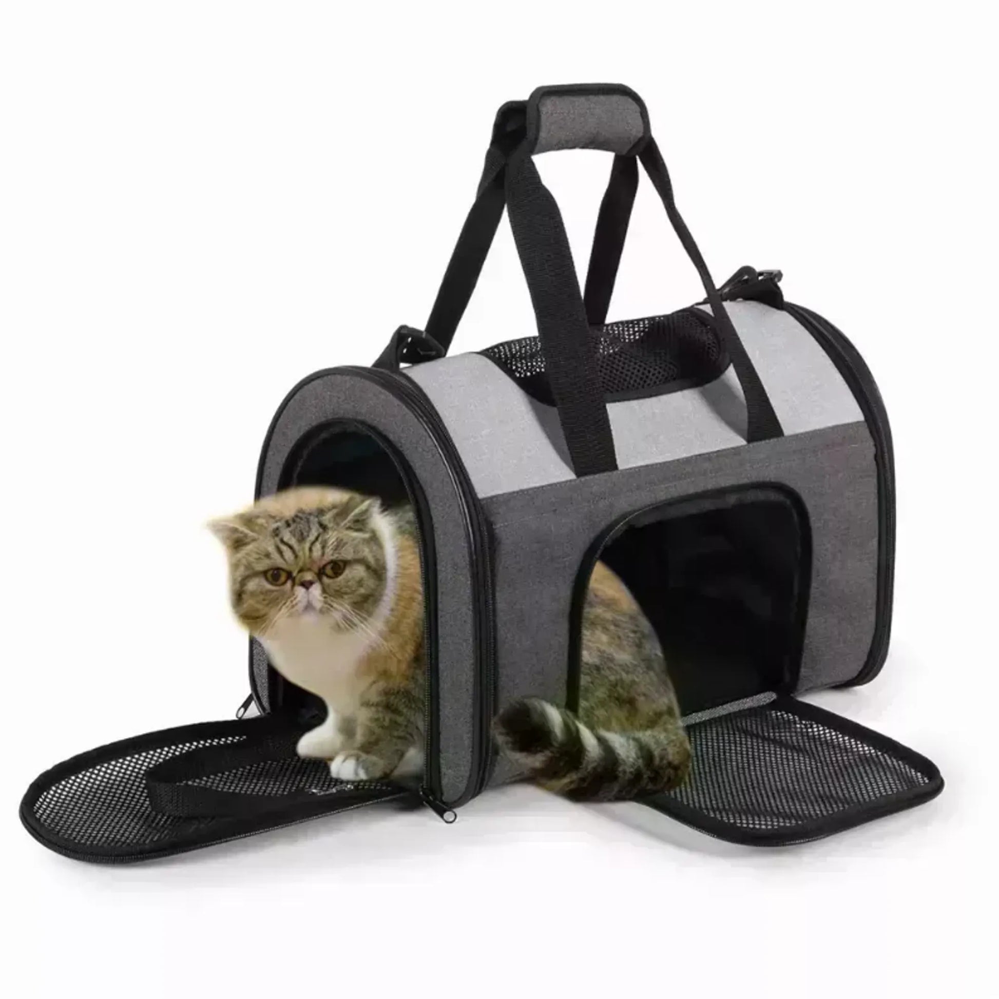 Cat carrier with a cat peeking out on a white background