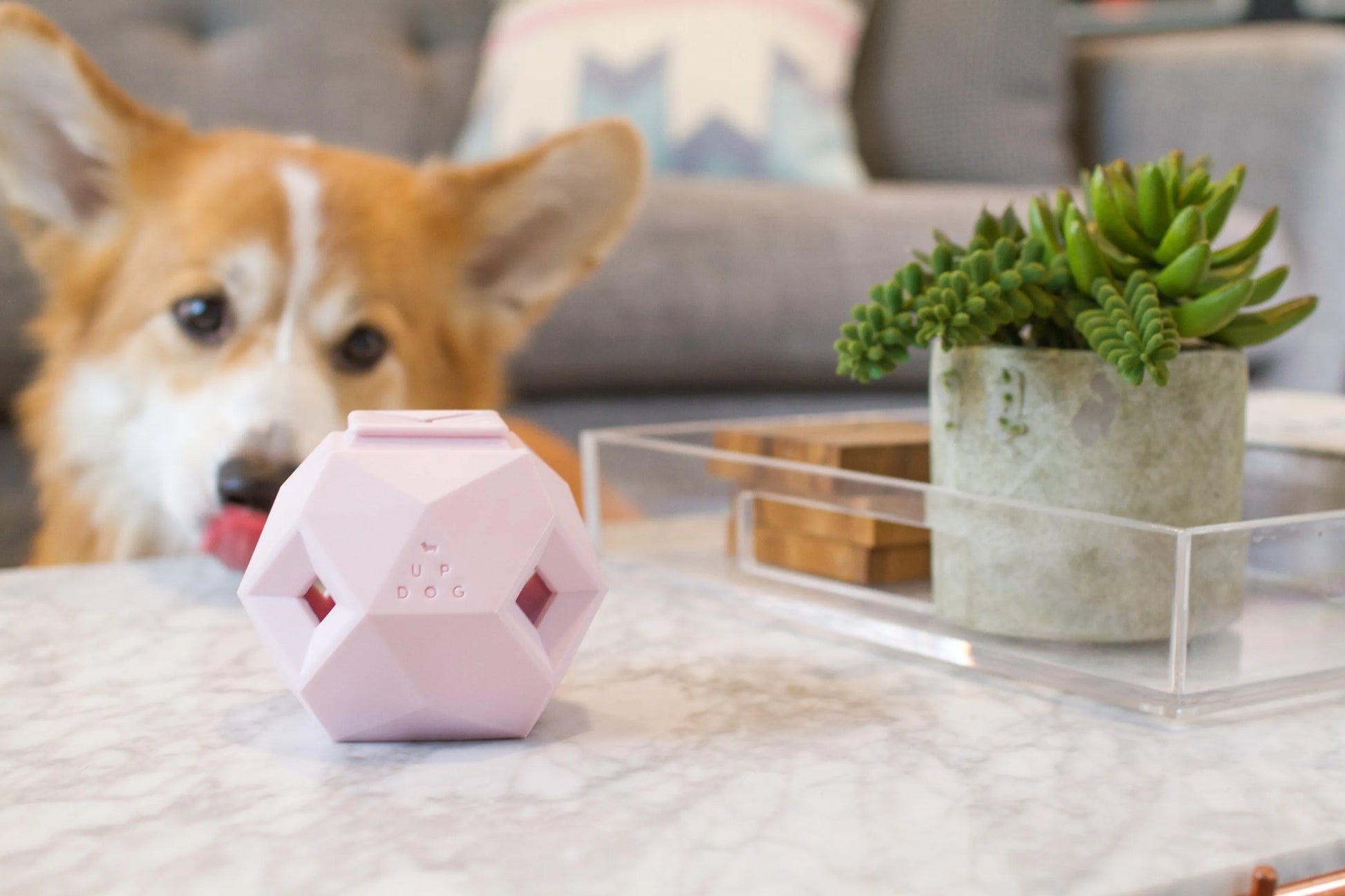 Pink geometric toy on a coffee table with a dog and plant in the background