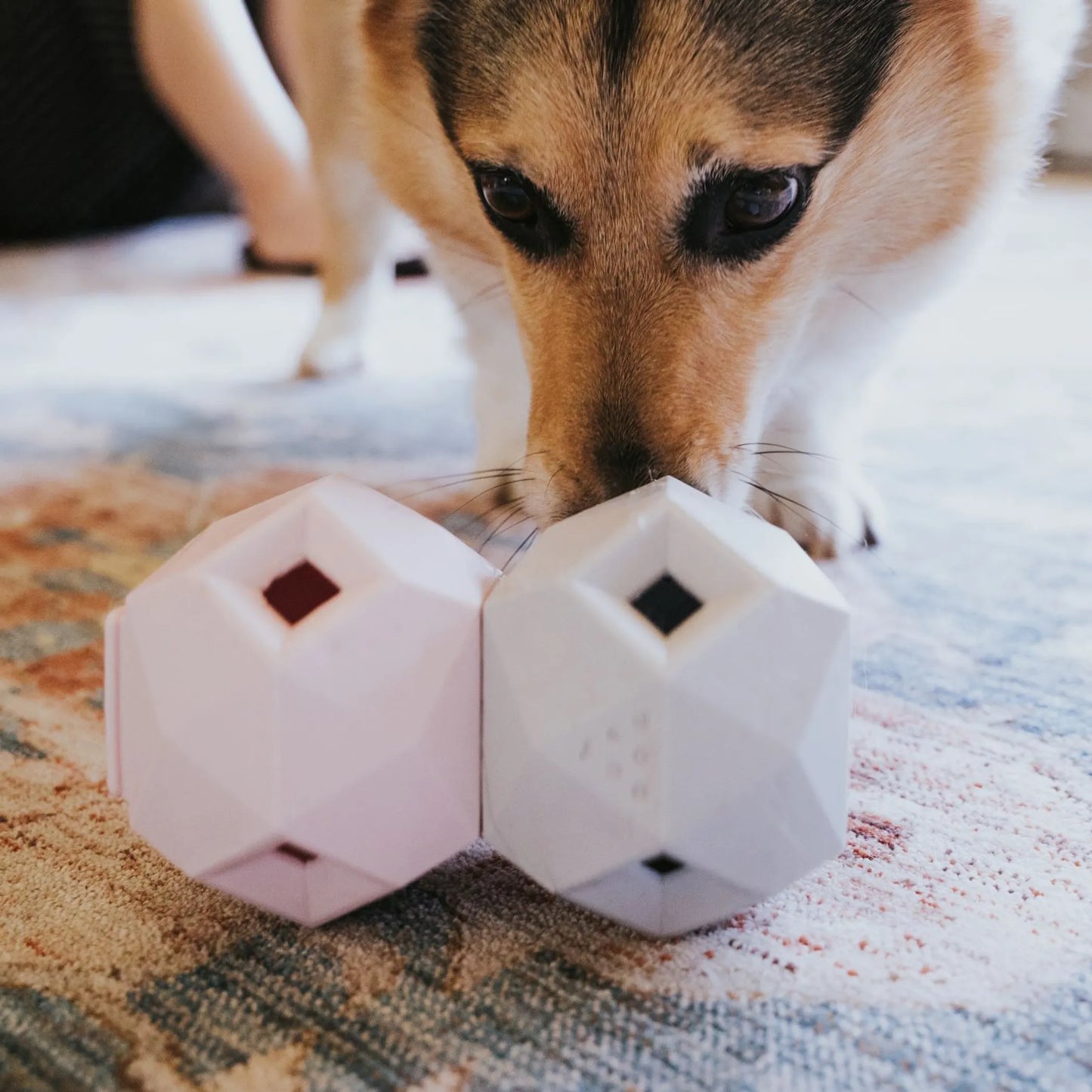 Dog playing with a geometric dog toy on a carpeted floor