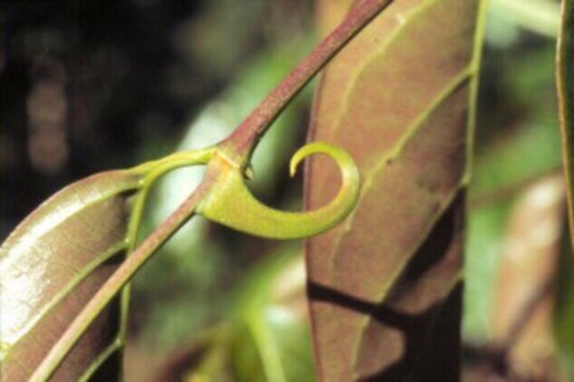 Close-up of a plant with curved green leaf against a blurred natural background