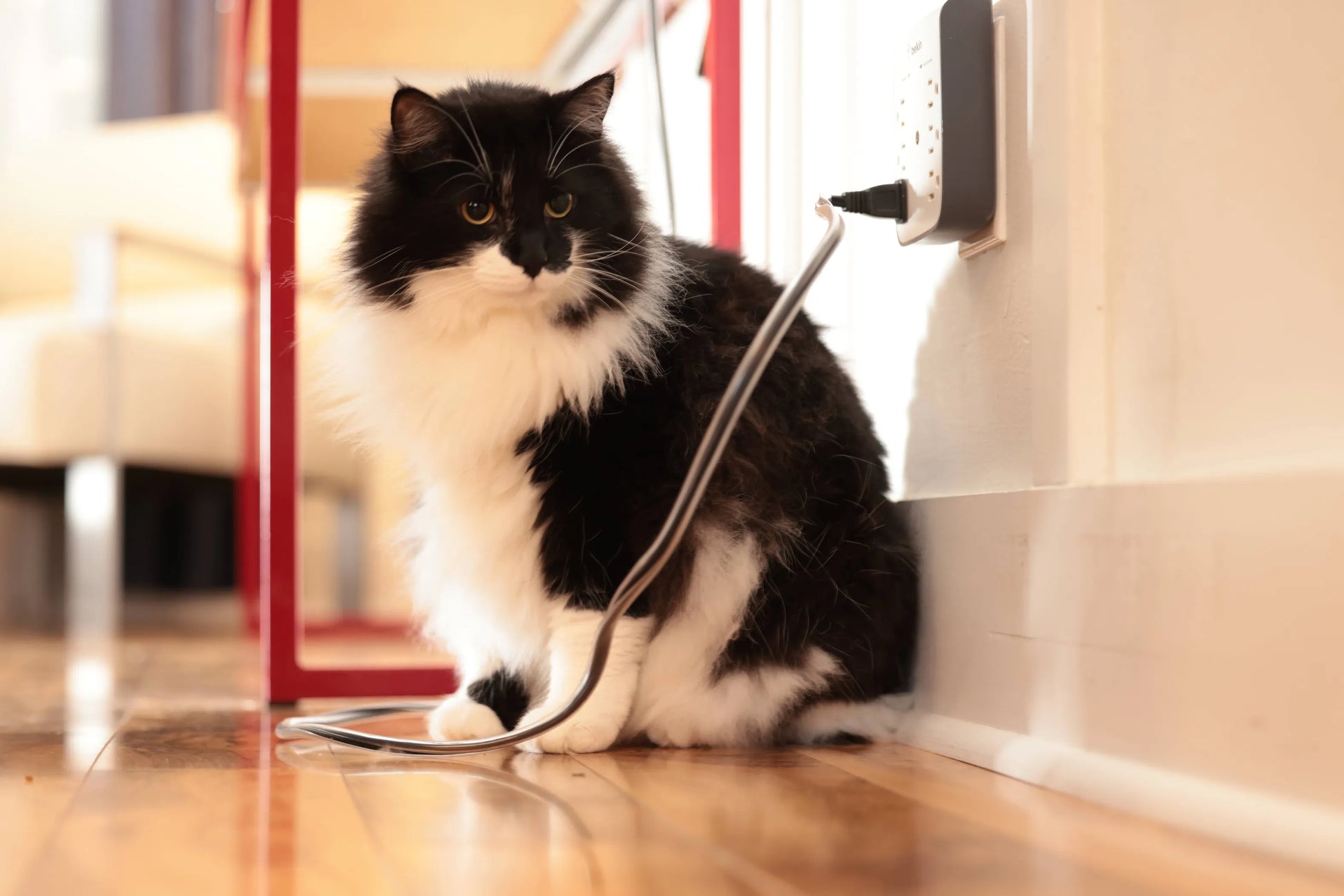Black and white cat sitting on a wooden floor with a stethoscope around its neck.