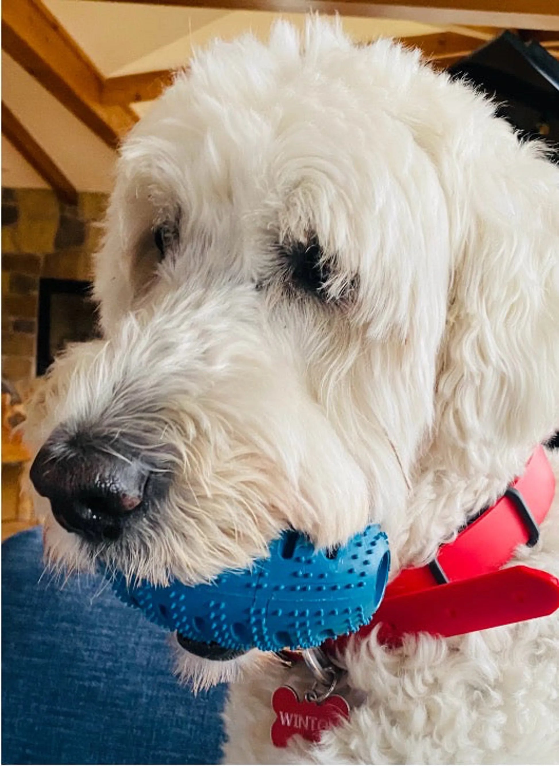 White dog holding a blue toy with a red collar