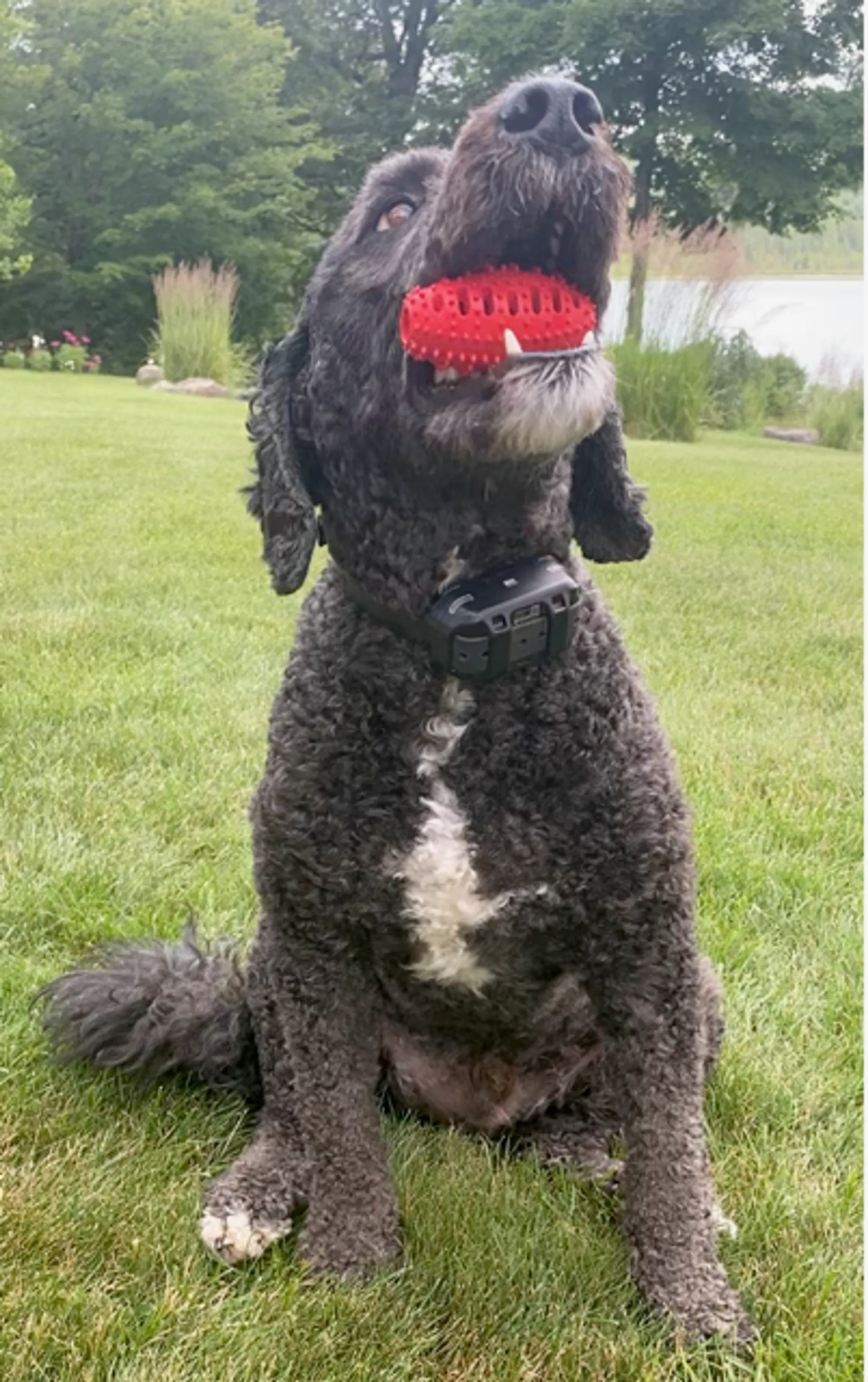Dog with a red ball in its mouth sitting on grass
