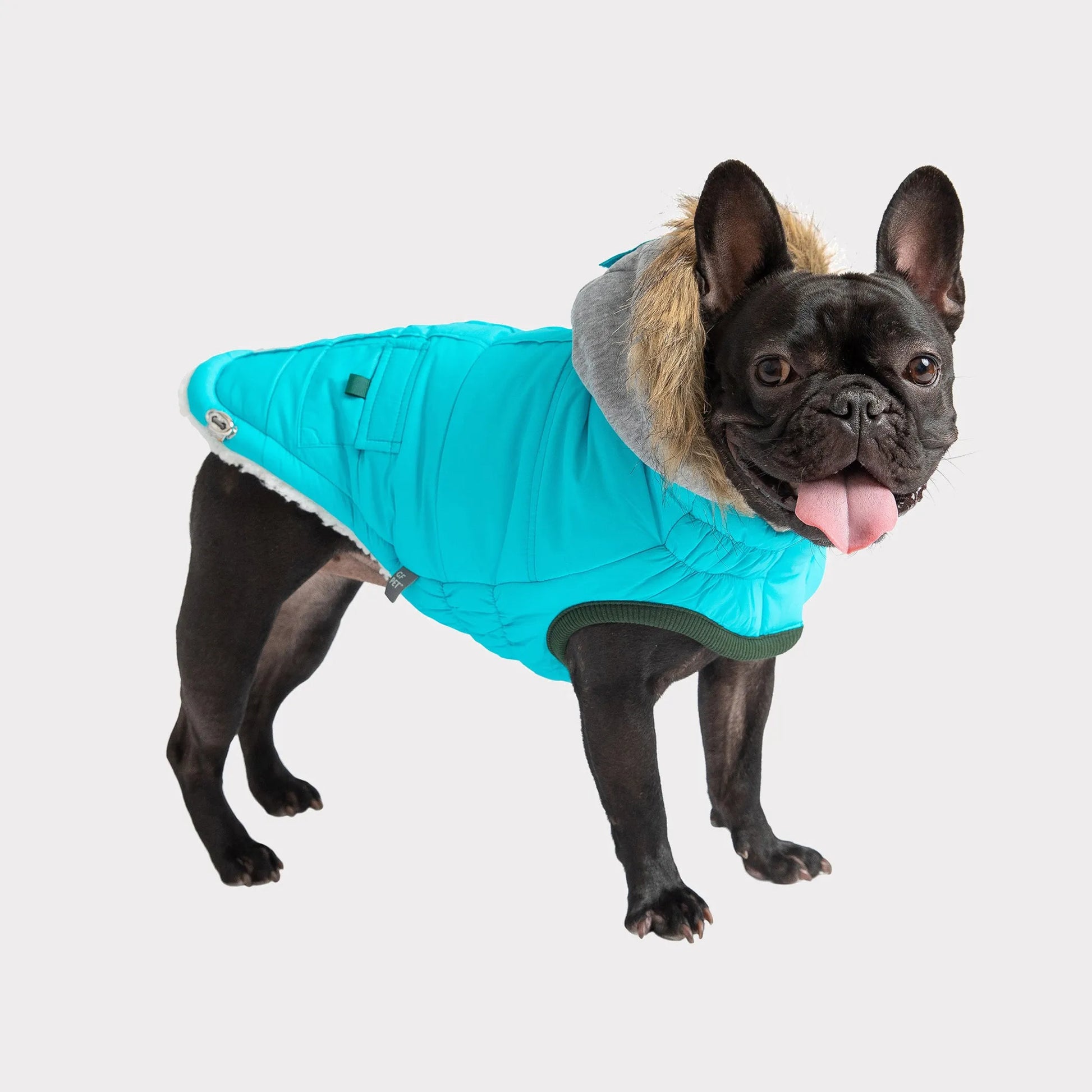 Dog wearing a turquoise coat with a hood on a light gray background